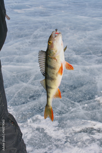 The caught fish is perch on winter fishing