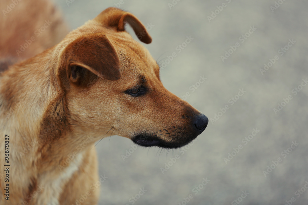 Stray dog, outdoors