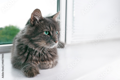 Schilderij op canvas Beautiful grey cat lying on window board, close up