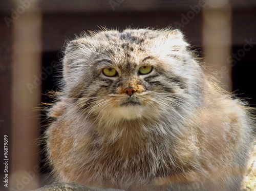 portrait of fluffy manul in the cage