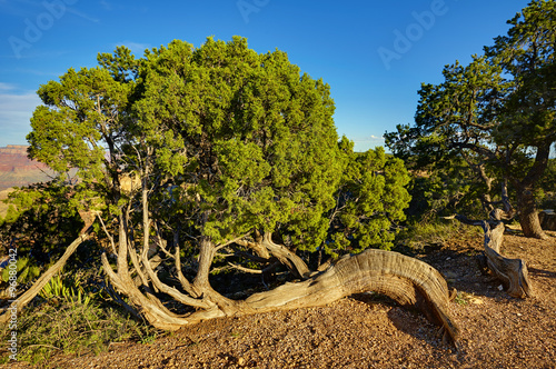 Grand Canyon  liegende Baum bei Powell Point