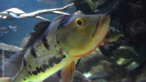 Close up of Peacock Bass fish swimming towards camera.