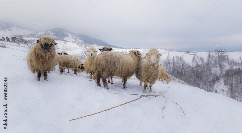 Naklejka premium Flock of sheep in the mountains, in winter