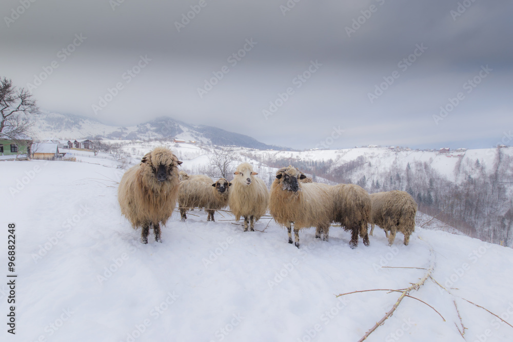 Naklejka premium Flock of sheep in the mountains, in winter