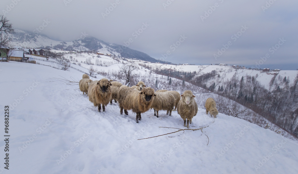 Naklejka premium Flock of sheep in the mountains, in winter