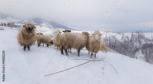 Flock of sheep in the mountains, in winter