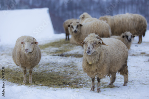 Fototapeta Naklejka Na Ścianę i Meble -  Flock of sheep in the mountains, in winter