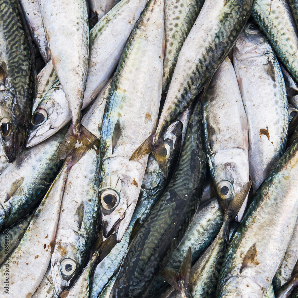 Obraz premium Fish
