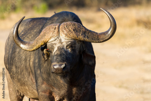 Cape buffalo standing in the open search for possible danger