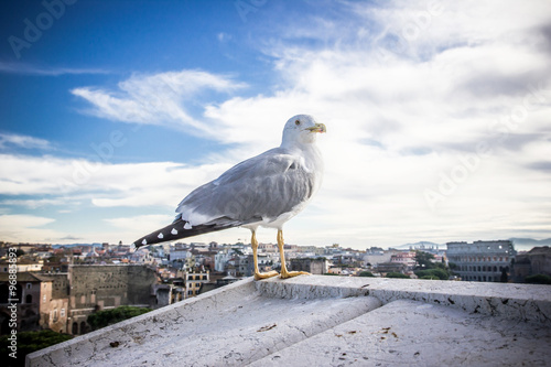 Seagull watching the cityscape of Rome.