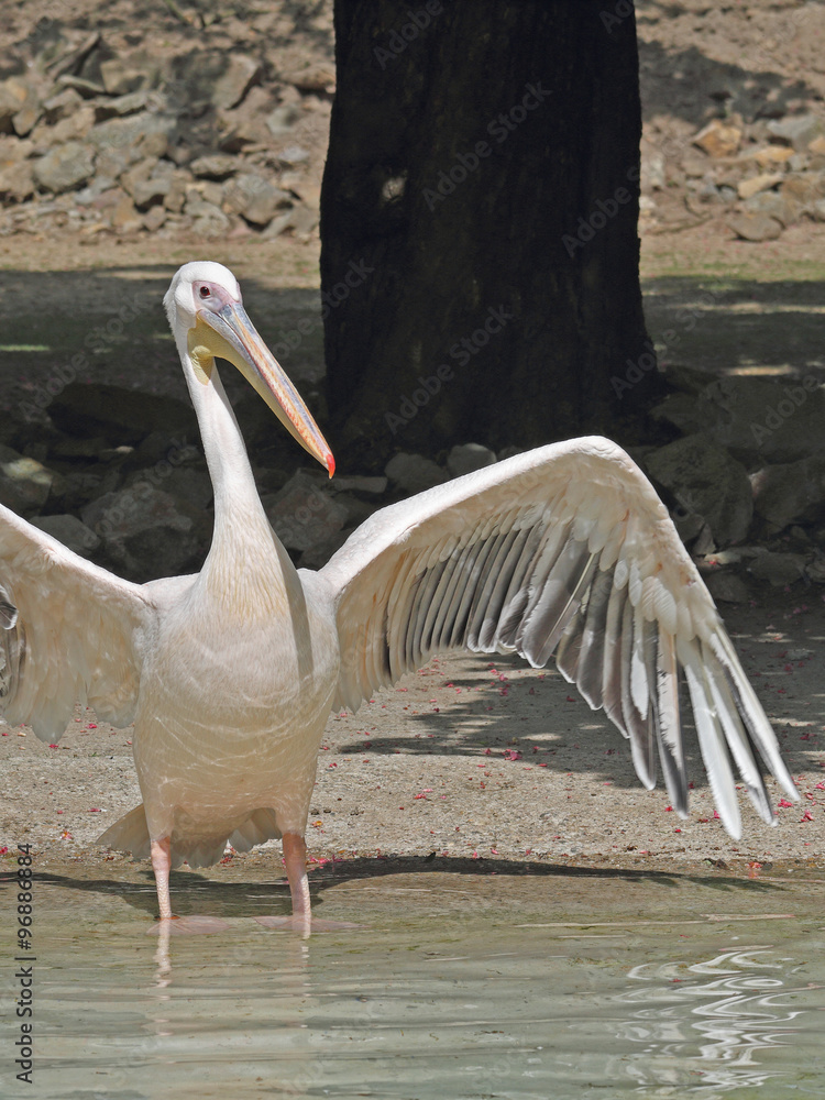 Obraz premium Pelikan