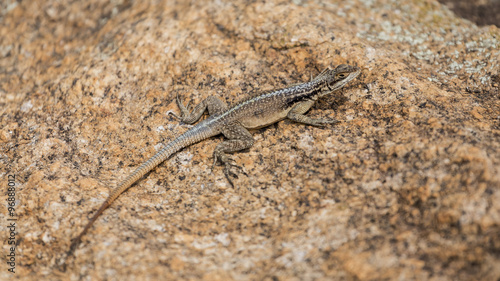 Three eyed plated lizard camouflaged on a rock in Madagascar