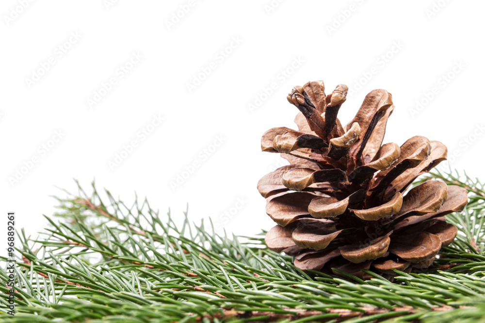 fir twig with pine cone border composition