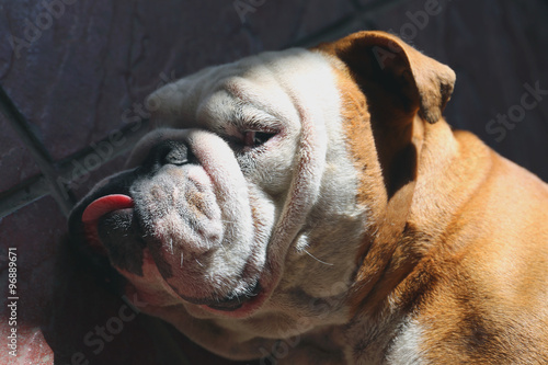 фотографія a watchdog giving you a glance