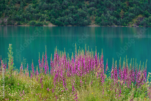 Summer beautiful view of Norway: izumrud fjord and willow-herb flowers. photo