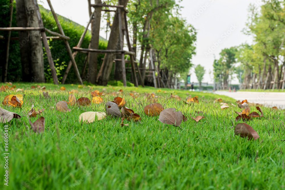 Fototapeta premium Leaves fallen on grass field