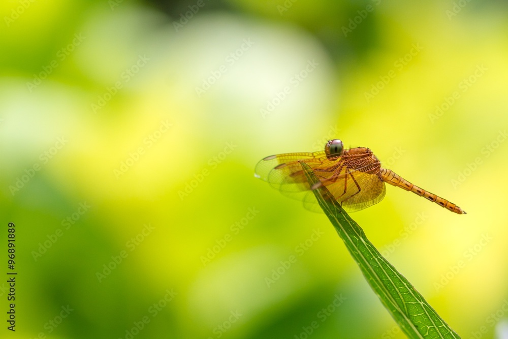 Dragonfly on nature background with copyspace Dragonfly on nature background with copyspace