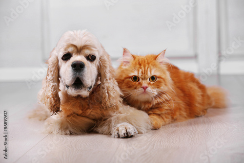 Fototapeta Naklejka Na Ścianę i Meble -  American cocker spaniel and red cat together on floor in room