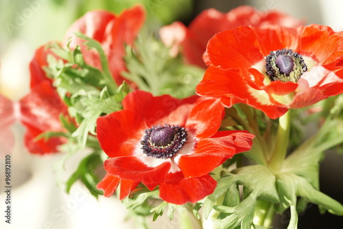 Красные анемоны
