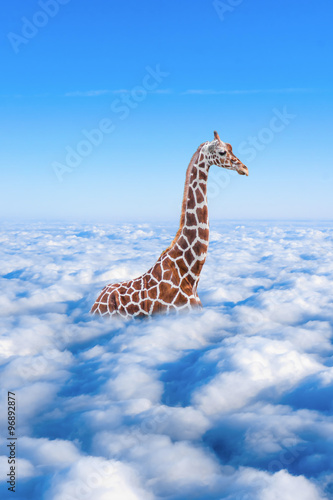 large giraffe  in the clouds