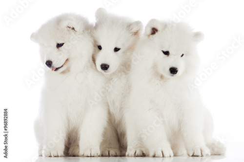 three samoyed puppies isolated on the white background. funny pu