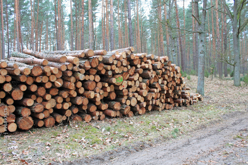 Big pile of cut logs in forest