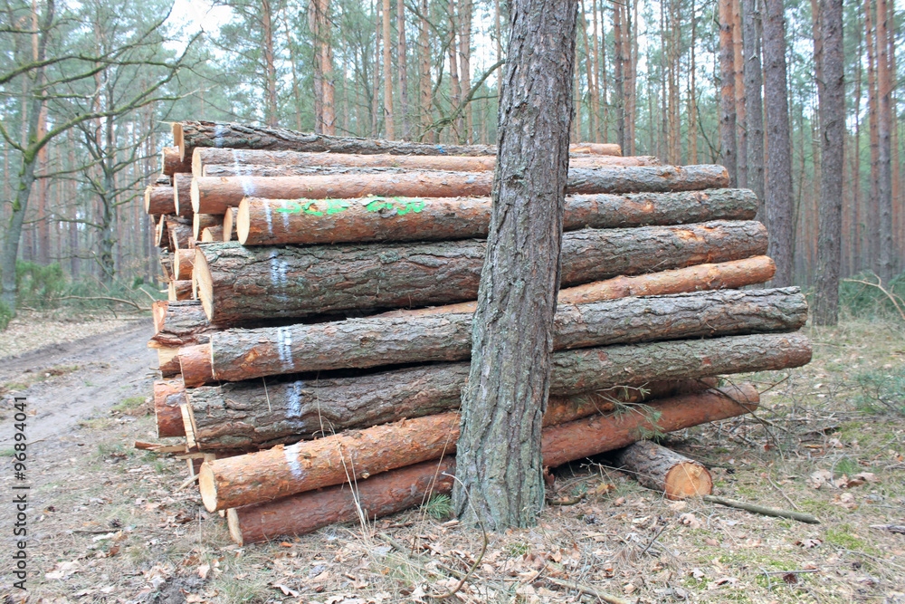 Big pile of cut logs in forest Big pile of cut logs in forest