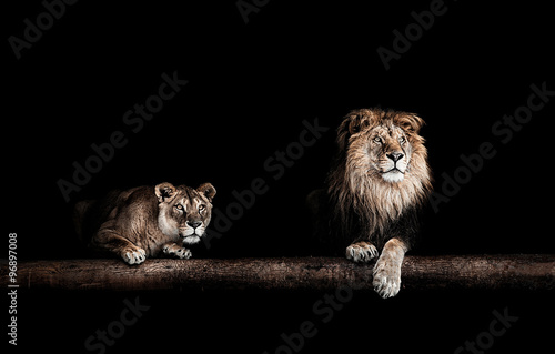 Lion and lioness, Portrait of a Beautiful lions, lions in the da #96897008