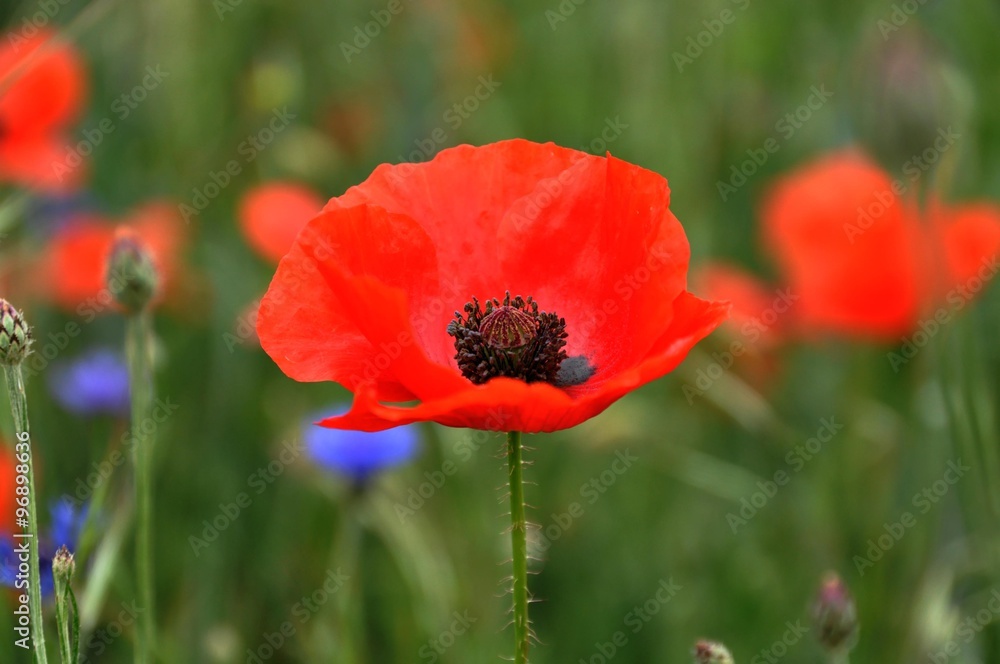 Klatschmohn