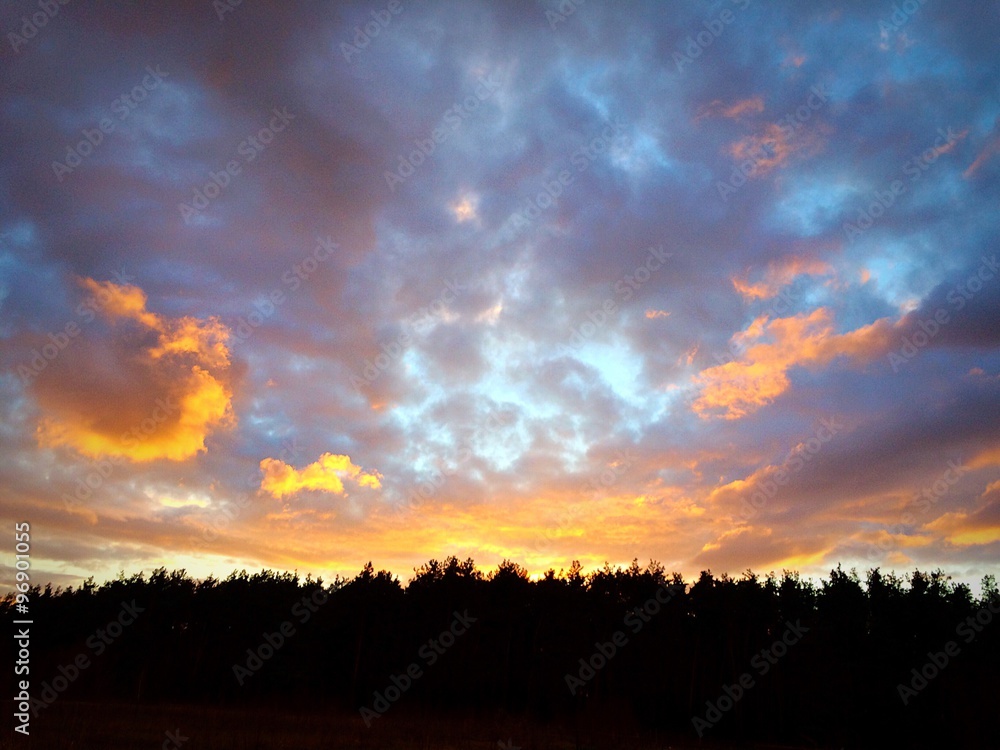 sunset in the forest