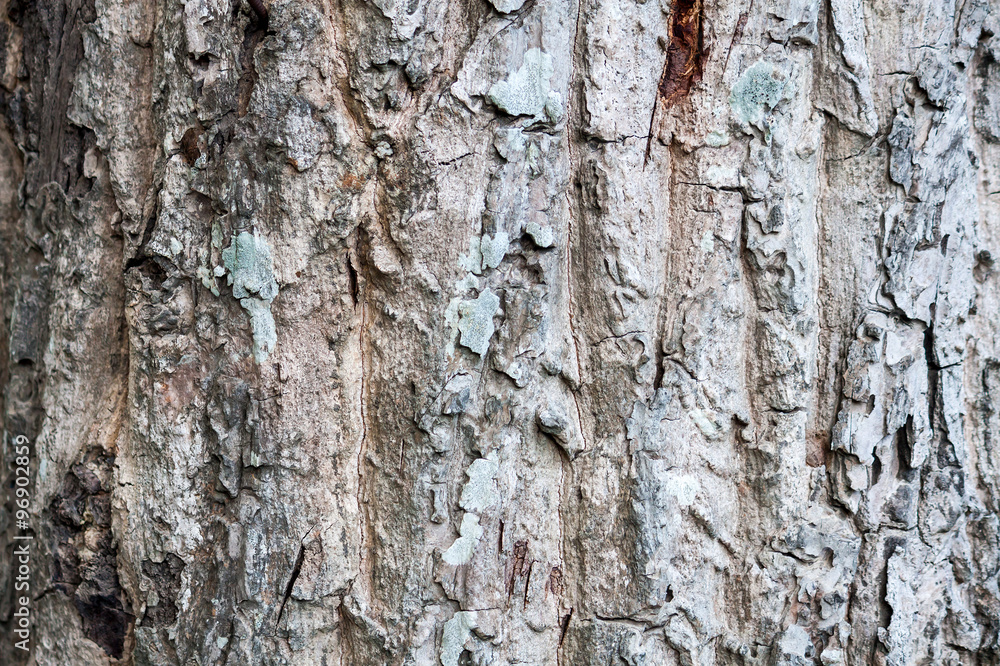 Old Wood Tree Texture Background Pattern Old Wood Tree Texture Background Pattern
