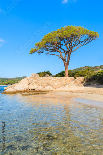 Famous pine tree on Palombaggia beach, Corsica island, France