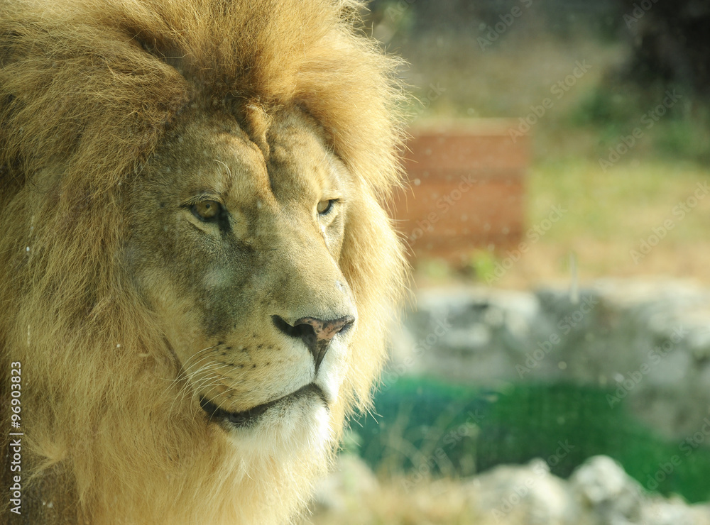 Obraz premium Profile of a large male lion 