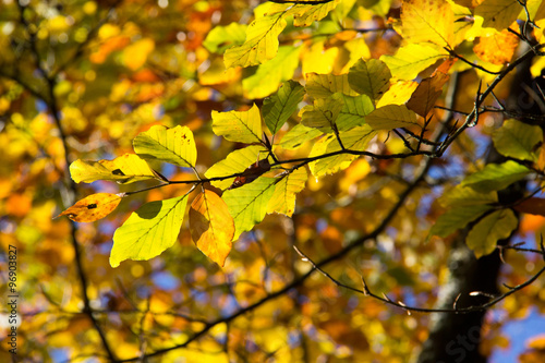 Autumn leaves / Autumn leaves of a tree