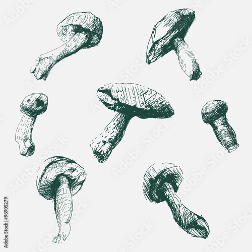 Vector mushrooms set