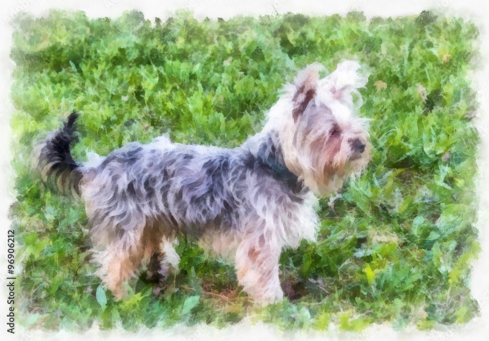 Painted Yorkshire Terrier