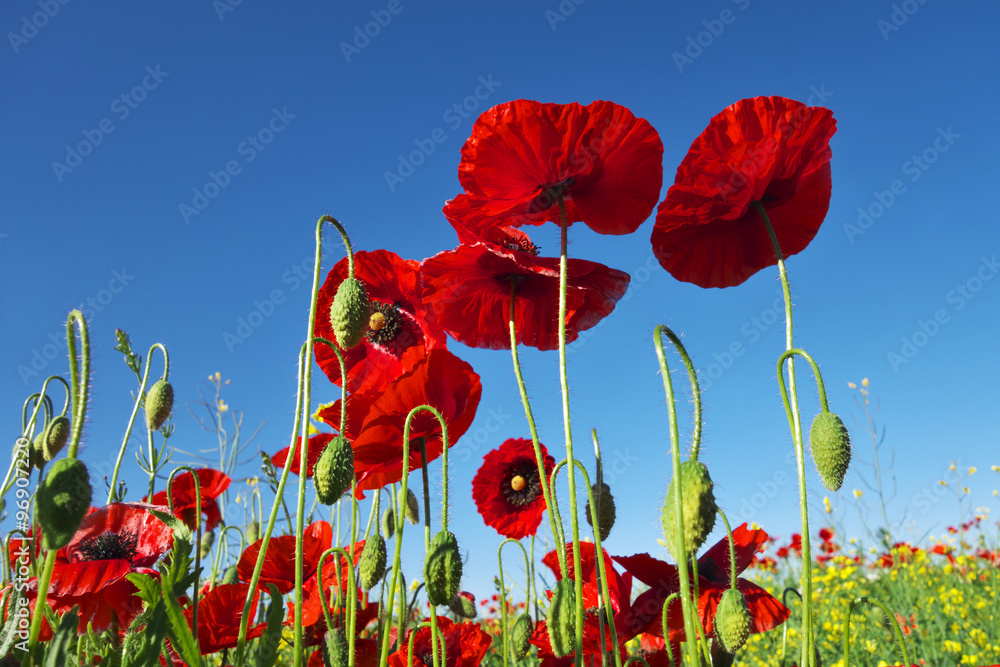Naklejka premium Poppies against blue sky.