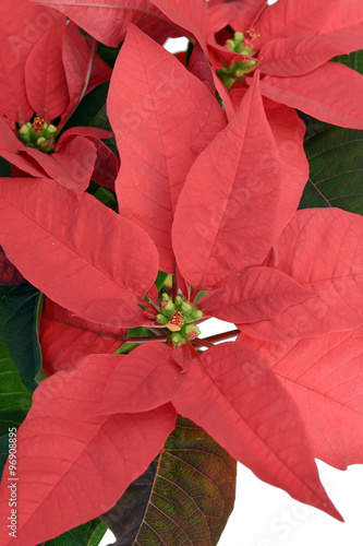 Weihnachtsstern Euphorbia pulcherrima freigestellt  