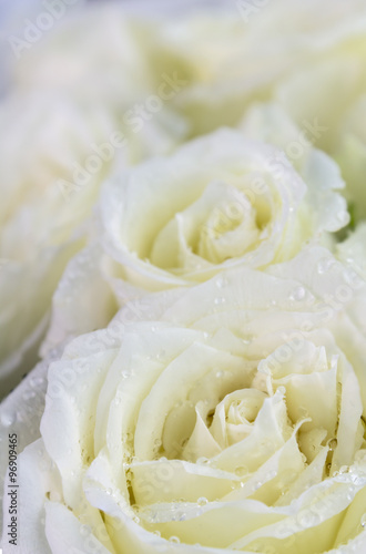 Dew on petal white rose. / Bouquet white roses detail on Valentine's Day.