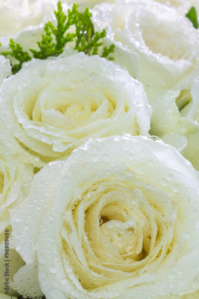 Dew on petal white rose. / Bouquet white roses detail on Valentine's Day. Dew on petal white rose. / Bouquet white roses detail on Valentine's Day.