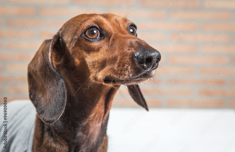 Red dachshund dog with gray shirt