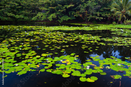 Beautiful water lilies