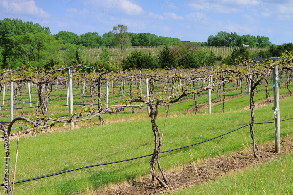 Obraz premium Vineyard