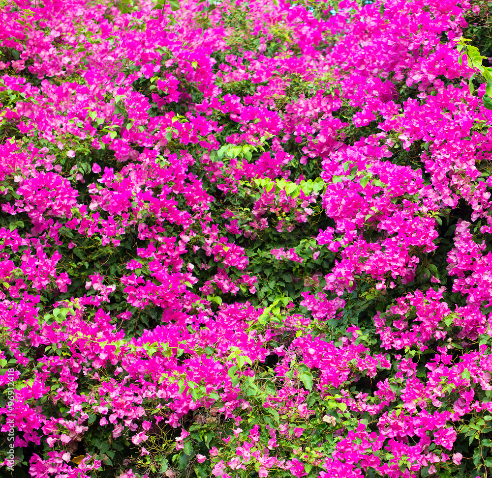 Beautiful pink flower background in the garden.