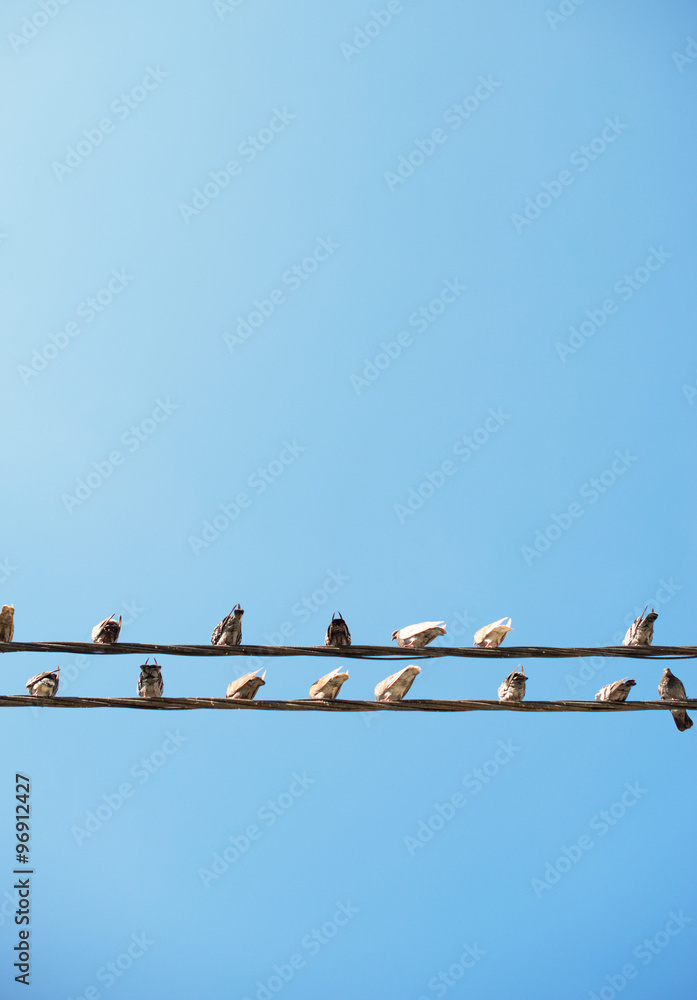 Pigeons sitting on wires like musical notes. Pigeons sitting on wires like musical notes.
