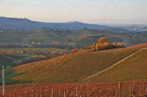 Le colline delle Langhe a Castiglione Falletto, Langhe - Piemonte