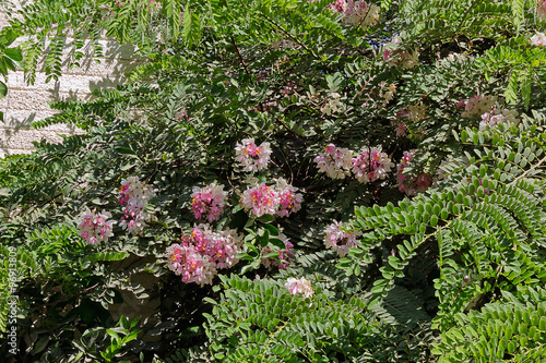 tree with white and pink flowers closeup