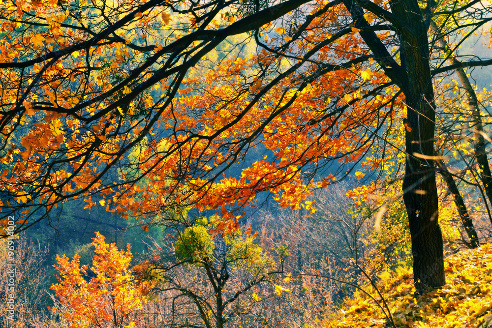 Bright autumn landscape with yellow trees with soft focus