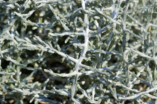 Silver and evergreen plant Calocephalus brownii photo