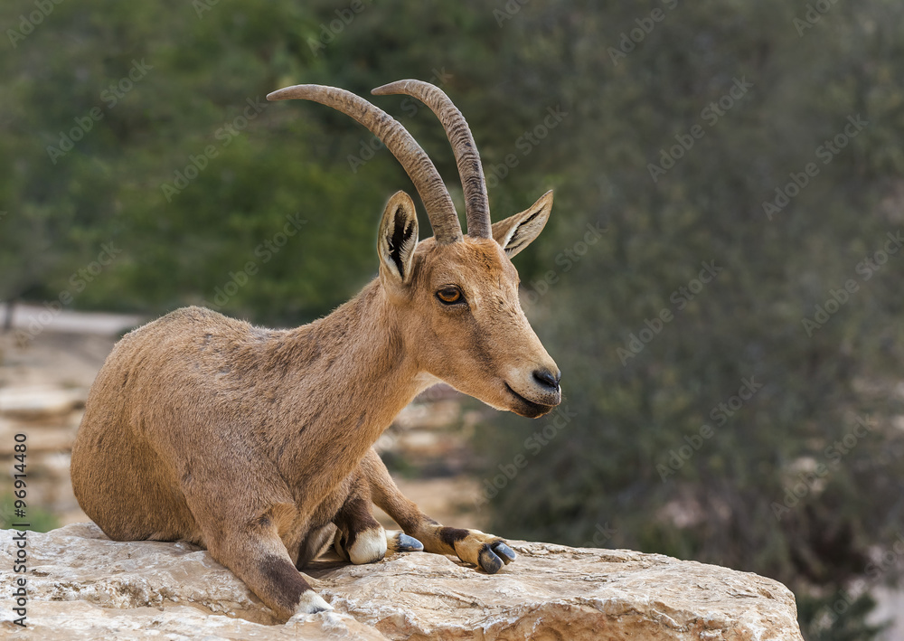 The wild goat (Carpa aegagrus) in the desert of the Negev, Israel